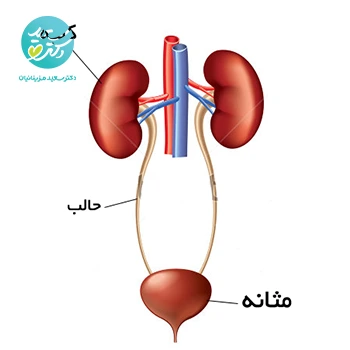 روغن تقویت مثانه، رحم و تخمدان