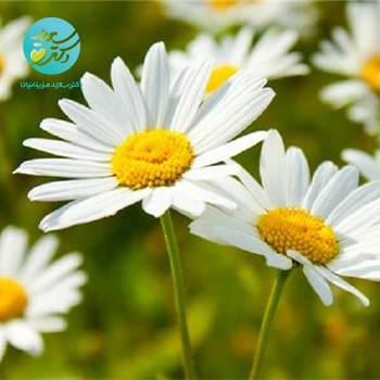 8 دارو هومیوپاتی بومی