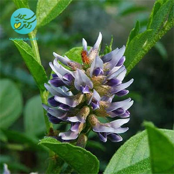 8 دارو هومیوپاتی غیربومی