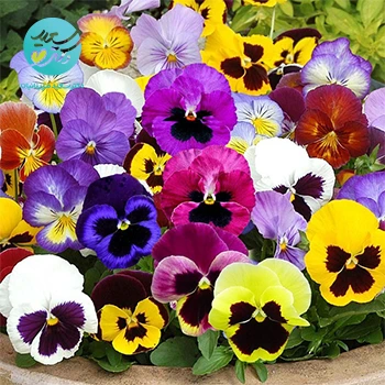 6 دارو هومیوپاتی غیربومی